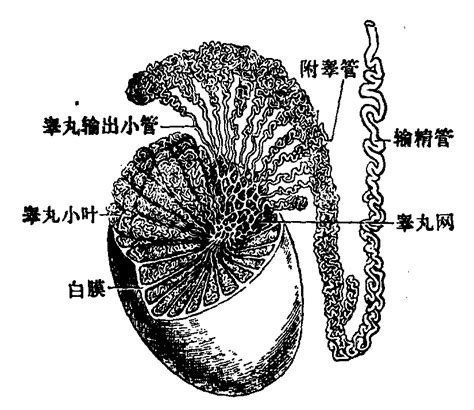 男人睾丸